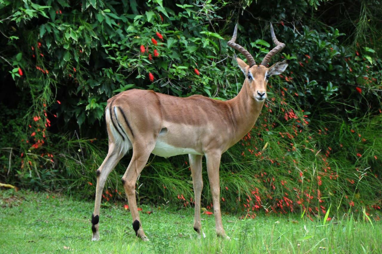 Kruger Park Lodge Unit No. 543 雾观 外观 照片